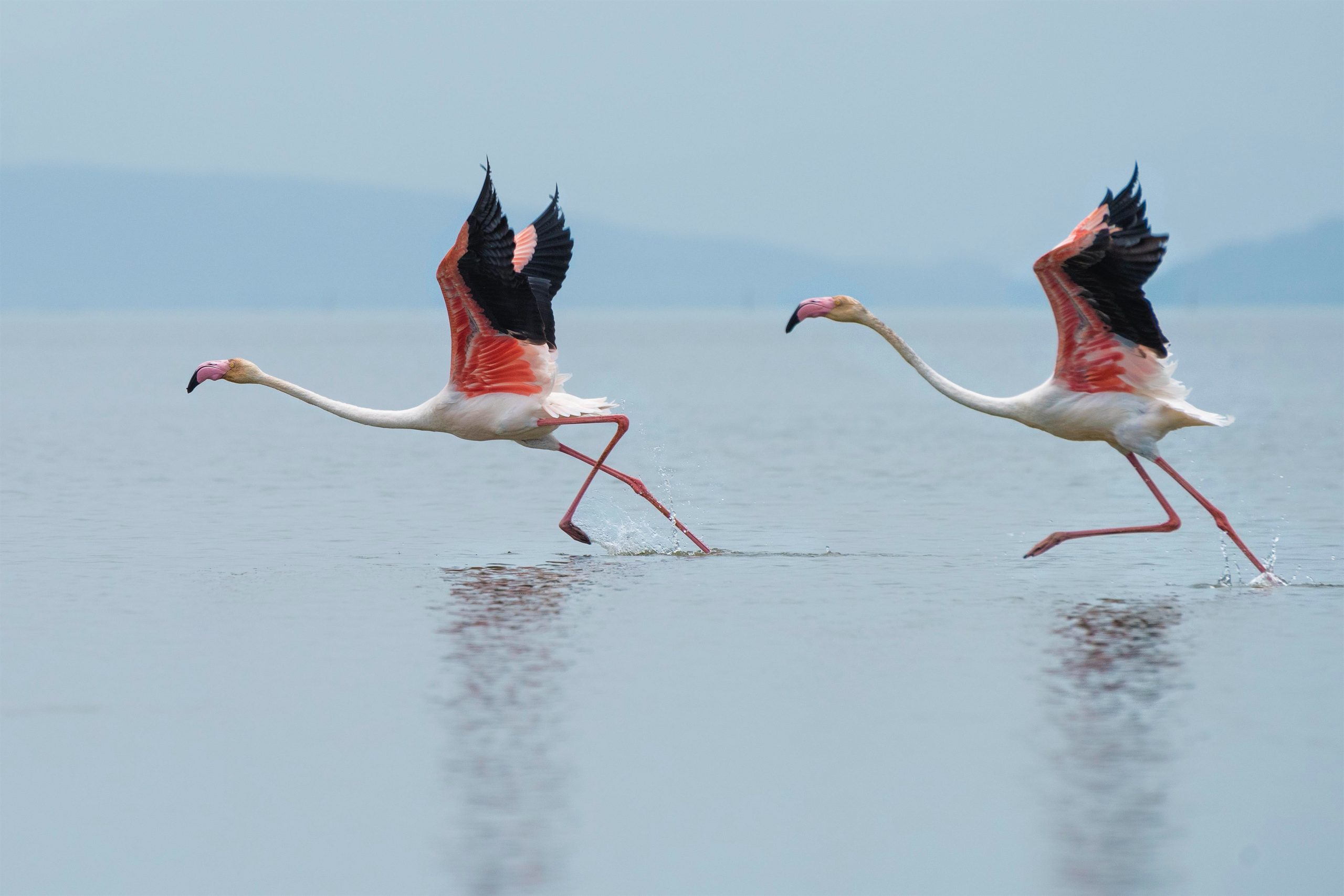 Flamencos.