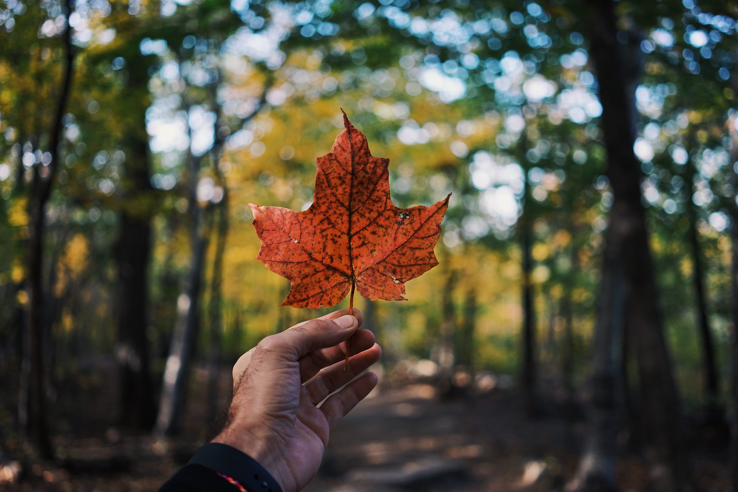 Canadá. Cambio Climático. Imagen de Unsplash