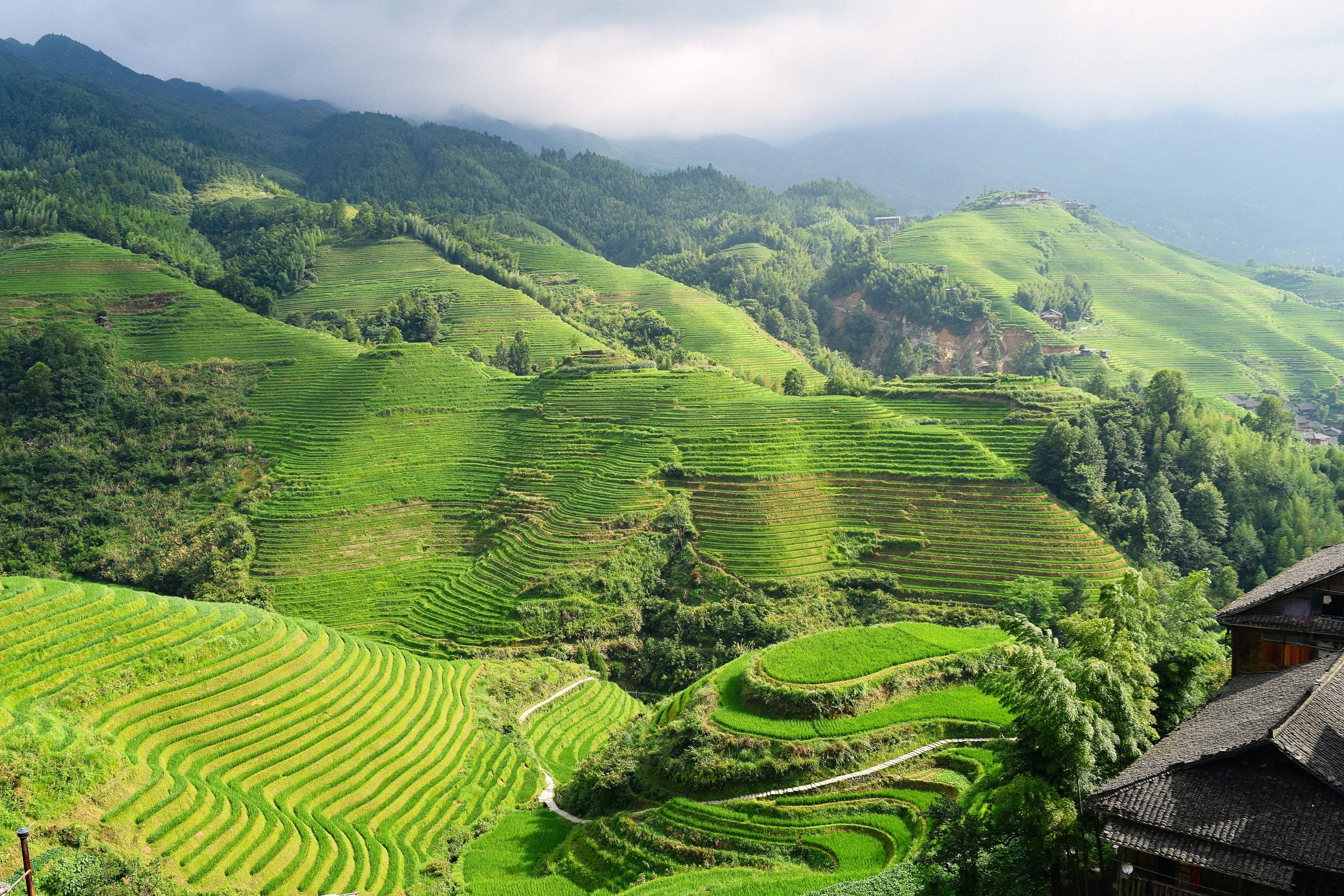 Campos de arroz en China.