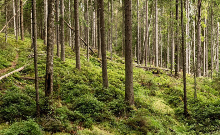 La realidad frena las ambiciones de Bruselas contra la deforestación