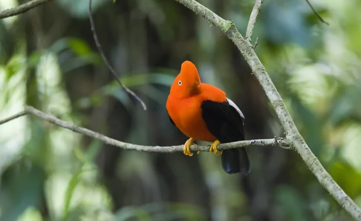 La biodiversidad desconcierta a los banqueros