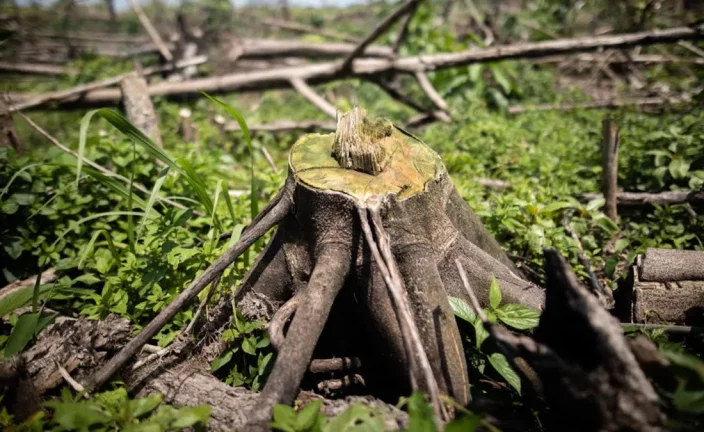 La deforestación como ejemplo de los fallos de las COP